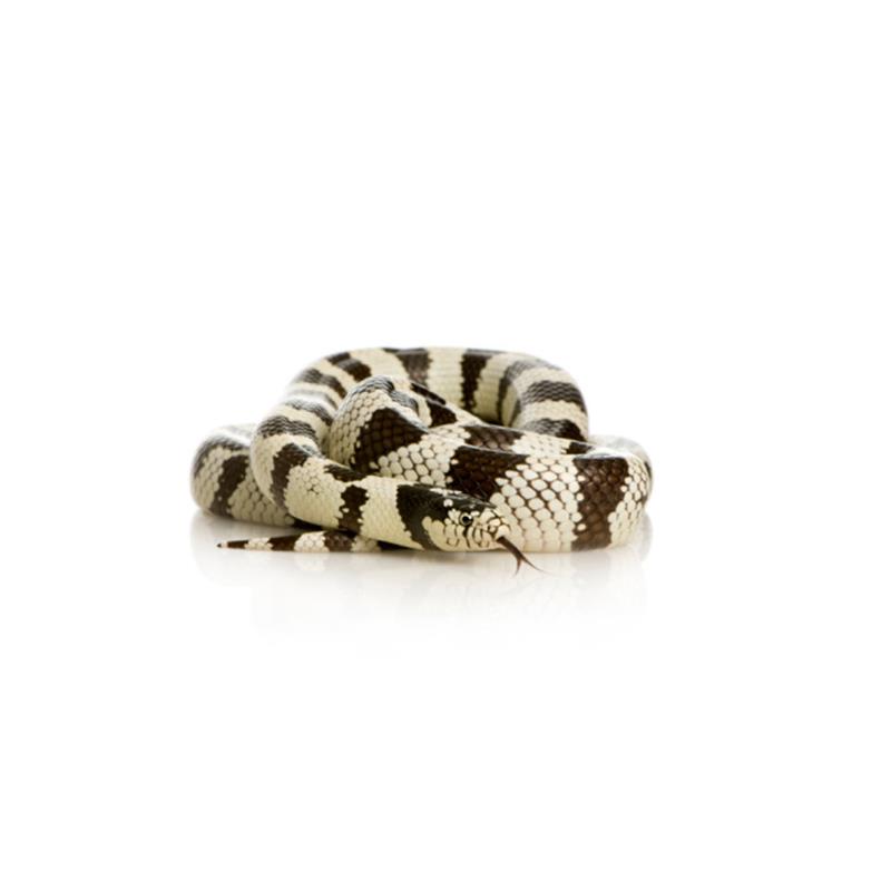 Sarpe Lampropeltis getulus californae abera (Regal deCalifornia) - imagine 4